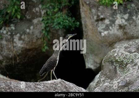 Un tigre-héron fasciaté (Tigrisoma fasciatum) Depuis la forêt tropicale de l'Atlantique du Brésil Banque D'Images