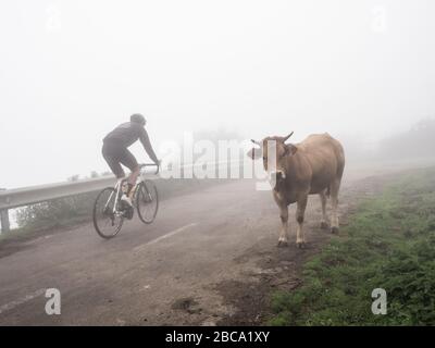 Cyclisme sur route dans les Asturies, dans le nord de l'Espagne. Cyclistes sur route de montagne au sommet d'Angiru, une montagne mythique arrivée de la Vuelta a España Banque D'Images