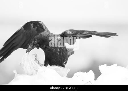 Le corbeau commun est de manger des déchets alimentaires enveloppés sur des sacs en plastique dans un dépotoir de ordures Banque D'Images