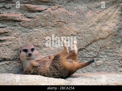 Meerkat, Suricata suricatta, captive, se trouve au soleil, en Allemagne Banque D'Images