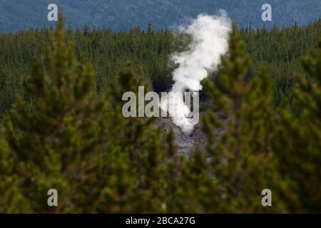 Un grand nuage de vapeur chaude s'élevant au-dessus de la ligne d'arbre forestier et à l'extérieur d'un trou dans le sol au parc national de Yellowstone, Wyoming. Banque D'Images