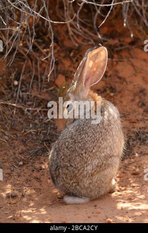 Lapin en coton du désert dans le désert de l'Arizona Banque D'Images