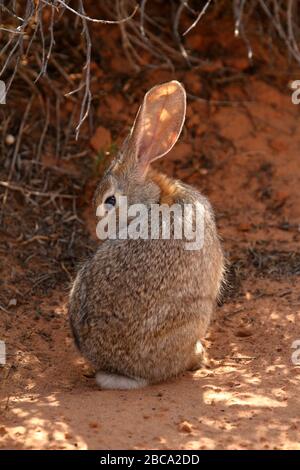 Lapin en coton du désert dans le désert de l'Arizona Banque D'Images