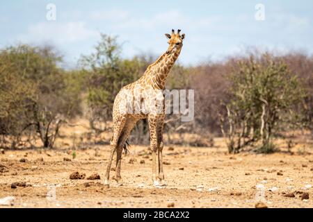 Une girafe se dresse dans une plaine ouverte du parc national d'Etosha en Namibie, Afrique, le 8 décembre 2019. (Photo: Gordon Donovan) Banque D'Images