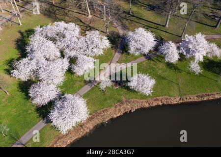 Vue aérienne de jolis cerisiers roses en pleine floraison le long d'un lac au printemps. Banque D'Images
