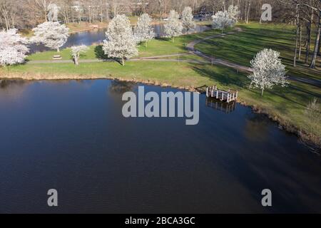 Vue aérienne des cerisiers en pleine floraison, au beau rose, le long d'un lac bleu. Banque D'Images