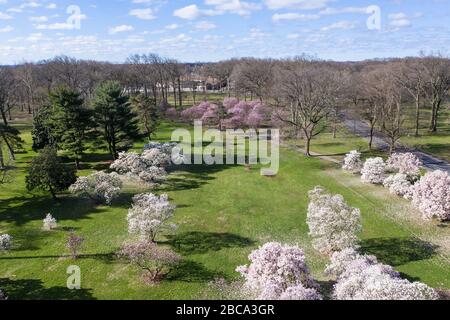 Vue aérienne d'un parc au printemps avec des cerisiers roses et de l'herbe verte. Banque D'Images