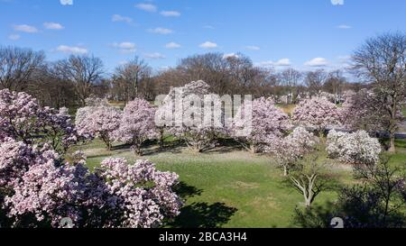 Vue aérienne d'un groupe de cerisiers roses et de magnolia dans un parc au printemps. Banque D'Images