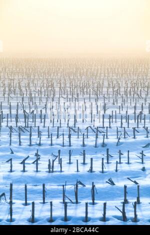 champ de chaume de blé en hiver avec neige et brouillard, sedico, belluno, italie Banque D'Images