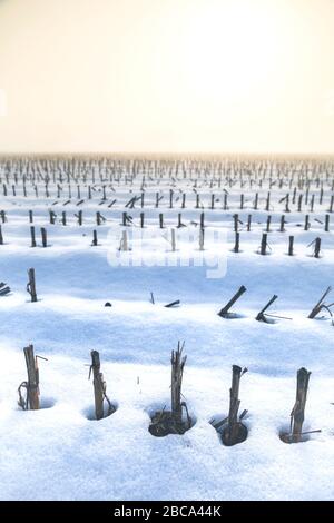 champ de chaume de blé en hiver avec neige et brouillard, sedico, belluno, italie Banque D'Images