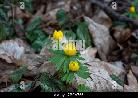 Aconites d'hiver, signes du printemps, Eranthis hyemalis Banque D'Images