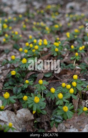 Aconites d'hiver, signes du printemps, Eranthis hyemalis Banque D'Images