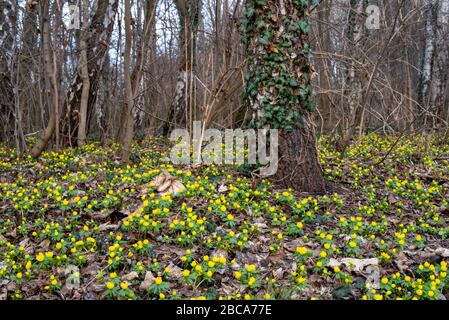 Aconites d'hiver, signes du printemps, Eranthis hyemalis Banque D'Images