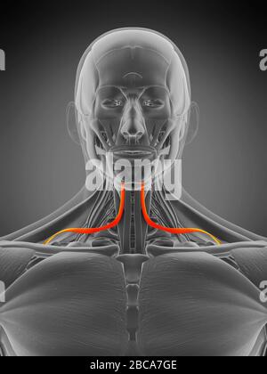 Muscle osmohyoïde, illustration. Banque D'Images