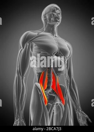 Psoas muscle principal, illustration. Banque D'Images