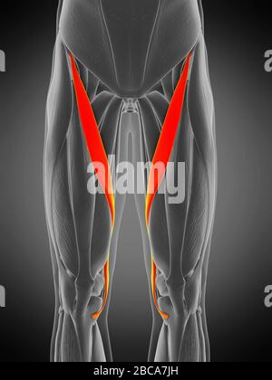 Muscle Sartorius, illustration. Banque D'Images