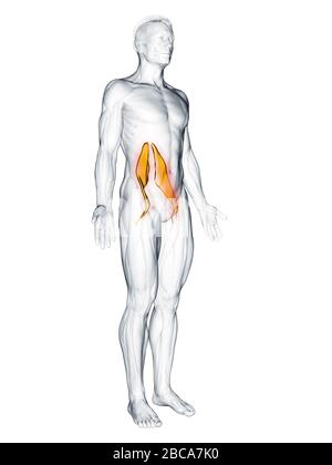 Psoas muscle principal, illustration. Banque D'Images