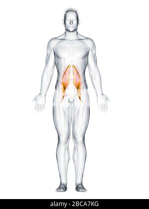 Psoas muscle principal, illustration. Banque D'Images