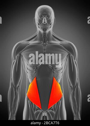 Muscle oblique interne, illustration. Banque D'Images