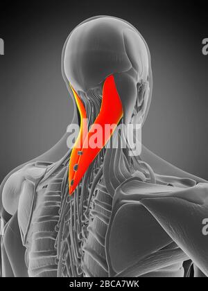 Muscle de capite Splenius, illustration. Banque D'Images