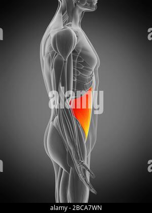 Muscle oblique interne, illustration. Banque D'Images