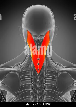 Muscle de capite Splenius, illustration. Banque D'Images