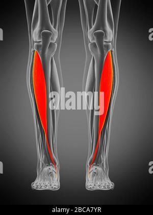 Muscle tibialis antérieur, illustration. Banque D'Images