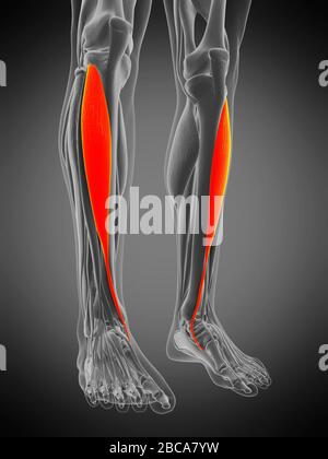 Muscle tibialis antérieur, illustration. Banque D'Images