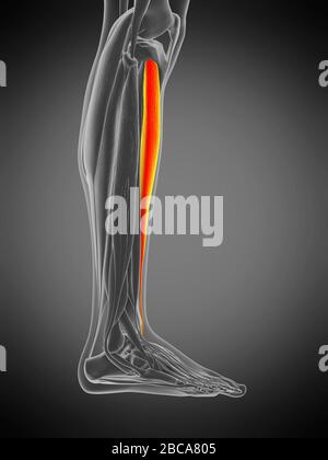 Muscle tibialis antérieur, illustration. Banque D'Images