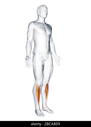 Muscle tibialis antérieur, illustration. Banque D'Images
