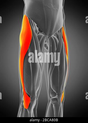 Muscle tensor fascia lata, illustration. Banque D'Images