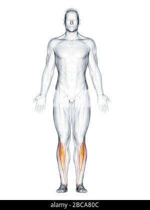 Muscle tibialis antérieur, illustration. Banque D'Images