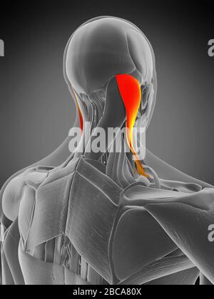 Muscle sternocleidomastoïde, illustration. Banque D'Images