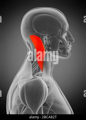 Muscle sternocleidomastoïde, illustration. Banque D'Images