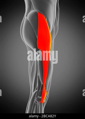 Muscle tensor fascia lata, illustration. Banque D'Images