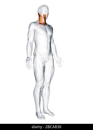 Muscle sternocleidomastoïde, illustration. Banque D'Images