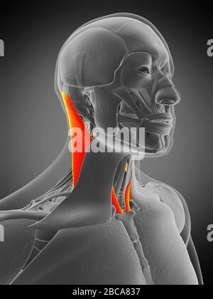 Muscle sternocleidomastoïde, illustration. Banque D'Images