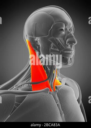 Muscle sternocleidomastoïde, illustration. Banque D'Images