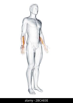 Muscle du profundus flexor digitorum, illustration. Banque D'Images