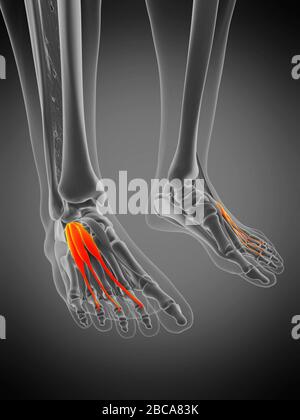 Muscle de la vis du muscle du muscle du muscle de l'extenseur digitorum, illustration. Banque D'Images