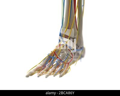 Anatomie du pied, illustration. Banque D'Images