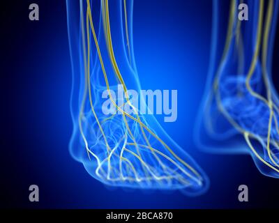 Nerfs de pied, illustration. Banque D'Images