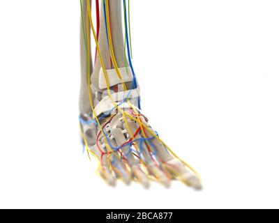 Anatomie du pied, illustration. Banque D'Images