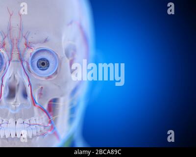 Anatomie de la tête, illustration. Banque D'Images