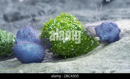 Cellule cancéreuse attaquée par les leucocytes, illustration. Banque D'Images