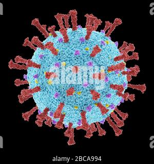 Particule de coronavirus Covid-19, illustration. Le nouveau coronavirus SRAS-CoV-2 (auparavant 2019-CoV) a vu le jour à Wuhan, en Chine, en décembre 2019. Le virus cause une maladie respiratoire légère (Covid-19) qui peut se développer en pneumonie et être mortelle dans certains cas. Les coronavirus prennent leur nom de leur couronne (couronne) de protéines de surface, qui sont utilisées pour attacher et pénétrer leurs cellules hôtes. Une fois à l'intérieur des cellules, les particules utilisent la machinerie des cellules pour faire plus de copies du virus. Banque D'Images