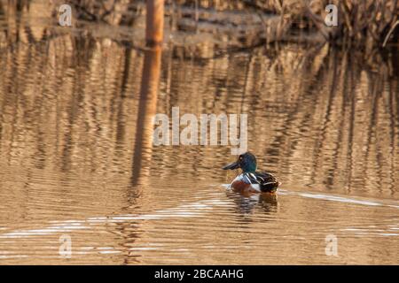 Pelle butte drake. Banque D'Images