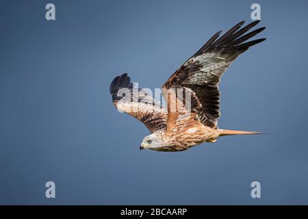 Cerfs-volants, Watlington, Oxforshire, Royaume-Uni Banque D'Images