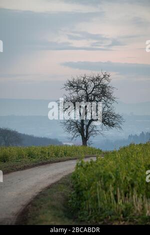 Arbre sur une route de terre, en arrière-plan le Jura souabe. Banque D'Images