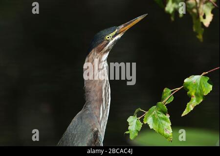 Recherche de heron vert et gros plan Banque D'Images